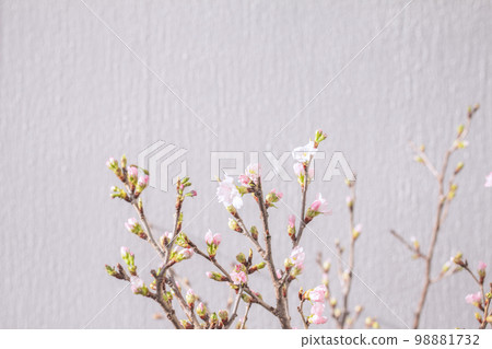 與櫻花、芽和分支的白色織地不很細背景 與櫻花、芽和分支的白色織地不很細背景 98881732