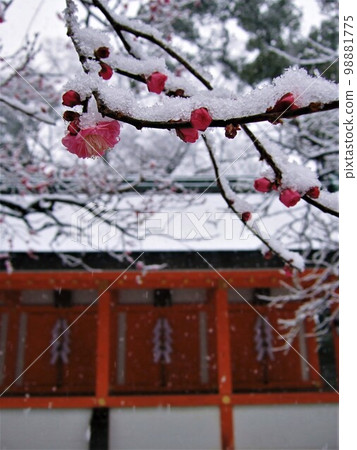 Red plums and snow at Kitano Tenmangu Shrine, Kyoto Red plums and snow at Kitano Tenmangu Shrine, Kyoto 98881775