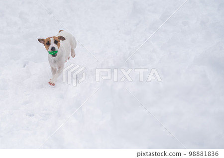 Jack Russell Terrier dog playing ball in the snow.  98881836
