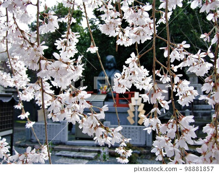 Kyoto Senbon Shakado's tortoise cherry tree and tortoise statue Kyoto Senbon Shakado's tortoise cherry tree and tortoise statue 98881857