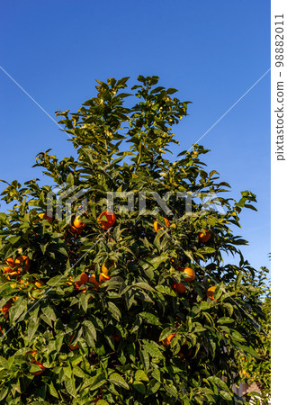 Orange tree with fruits over the blue sky background 98882011