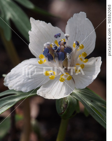 Setsubunso Scientific name: Eranthis pinnatifida Setsubunso Scientific name: Eranthis pinnatifida 98882068