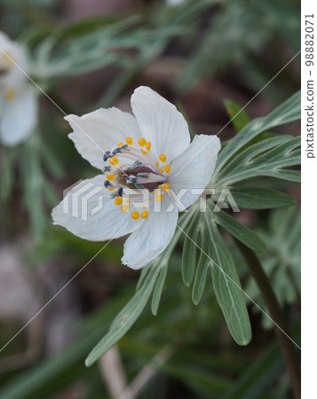 Setsubunso Scientific name: Eranthis pinnatifida 98882071