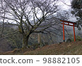 老樹和鳥居 98882105