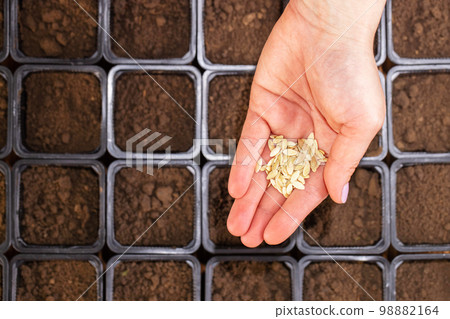 Farmers hand carefully planting vegetable seeds into pots with fertile soil 98882164