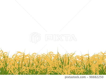 Frame of golden ears of rice 98882250