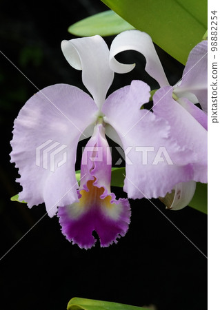 Cattleya trianae Progenitor of Cattleya 98882254