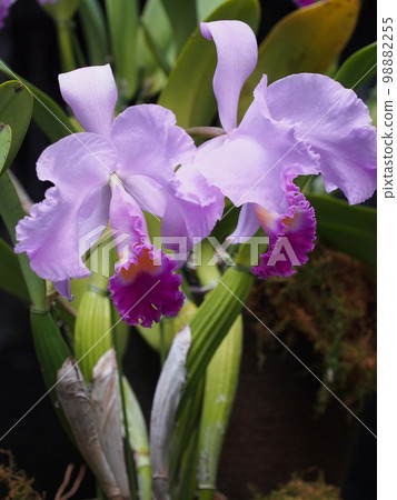 Cattleya trianae Progenitor of Cattleya 98882255