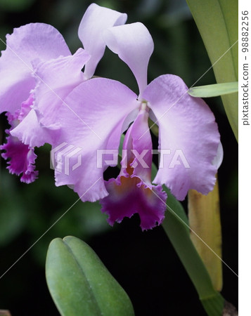 Cattleya trianae Progenitor of Cattleya Cattleya trianae Progenitor of Cattleya 98882256