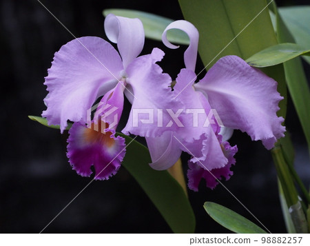 Cattleya trianae Cattleya 的祖先 Cattleya trianae Cattleya 的祖先 98882257