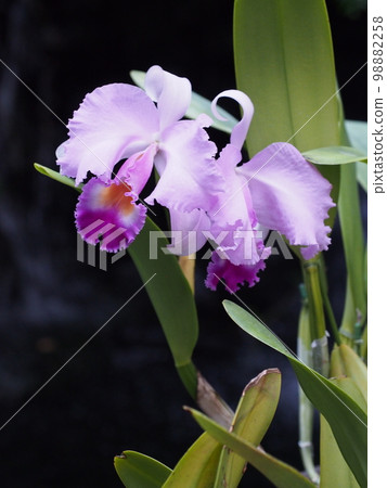 Cattleya trianae Progenitor of Cattleya 98882258