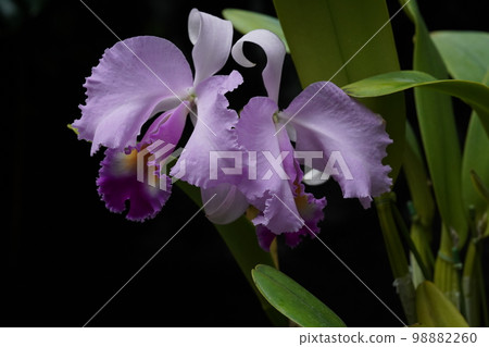 Cattleya trianae Cattleya 的祖先 98882260