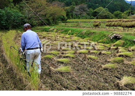 在柚子之里森山鎮的梯田稻田裡收割古老稻米的老人的風景 98882274