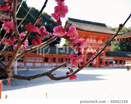 Korinbai blooming at Shimogamo Shrine, Kyoto Korinbai blooming at Shimogamo Shrine, Kyoto 98882289
