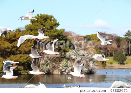 A flock of black-headed gulls A flock of black-headed gulls 98882671