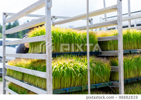 水稻種植 水稻種植 98882819