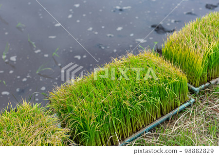 Rice planting Rice planting 98882829