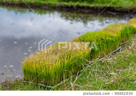 Rice planting Rice planting 98882830