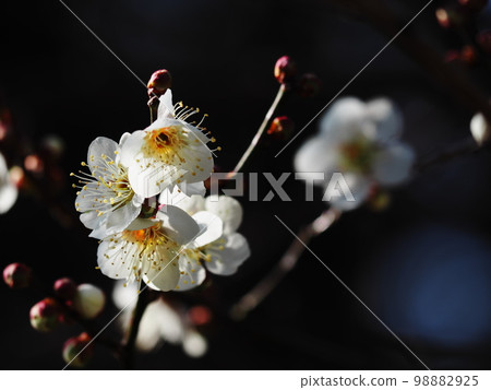 梅花 梅花 98882925