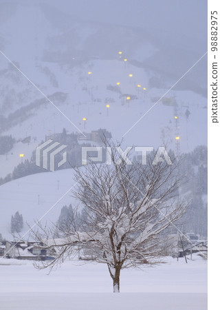 一棵樹和暮色之夜的滑雪勝地 98882975