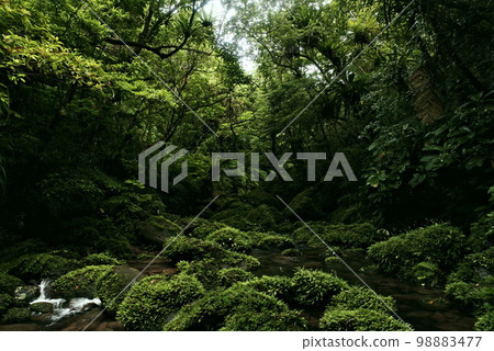在沖繩縣西表島的森林中 在沖繩縣西表島的森林中 98883477
