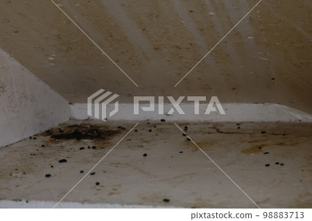 large amount of rat feces 98883713