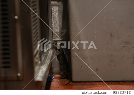 Black rat looking into something Black rat looking into something 98883718