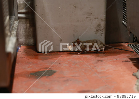 嘴裡叼著東西跑的黑老鼠 98883719