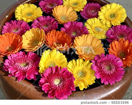 Flower wash in February (Gerbera) 〈Sugo Shrine/Okazaki City, Aichi Prefecture〉 98883896
