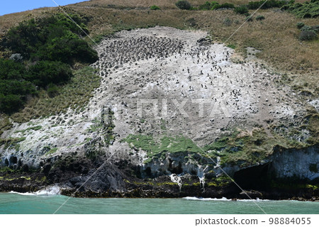 [Dunedin New Zealand] Otago Peninsula Cruise 98884055