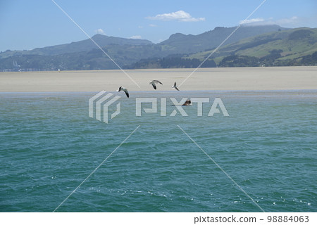 [Dunedin New Zealand] Otago Peninsula Cruise 98884063