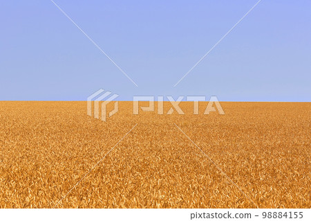 Wheat field. Ears of golden wheat. Beautiful Nature. Rural Scenery under Shining Sunlight. Background of ripening ears of meadow wheat field. 98884155