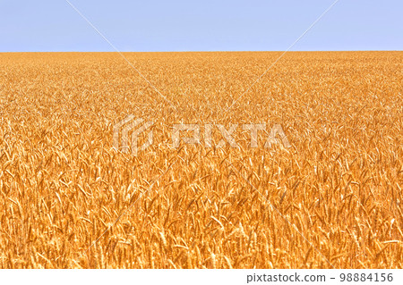 Wheat field. Ears of golden wheat. Beautiful Nature. Rural Scenery under Shining Sunlight. Background of ripening ears of meadow wheat field. Wheat field. Ears of golden wheat. Beautiful Nature. Rural Scenery under Shining Sunlight. Background of ripening ears of meadow wheat field. 98884156