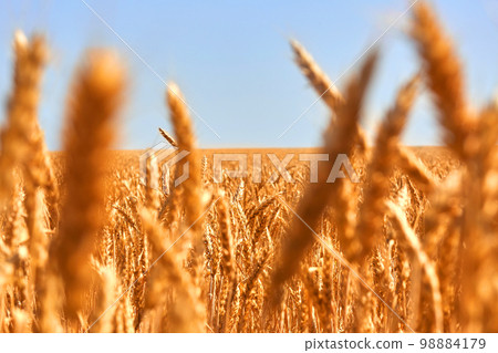Backdrop of ripening of yellow wheat field on the blue sky background. Nature photo. Backdrop of ripening of yellow wheat field on the blue sky background. Nature photo. 98884179