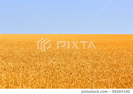 Backdrop of ripening of yellow wheat field on the blue sky background. Nature photo. Backdrop of ripening of yellow wheat field on the blue sky background. Nature photo. 98884180