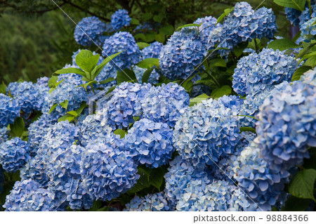 A group of hydrangeas in full bloom (bush) that fills the screen A group of hydrangeas in full bloom (bush) that fills the screen 98884366
