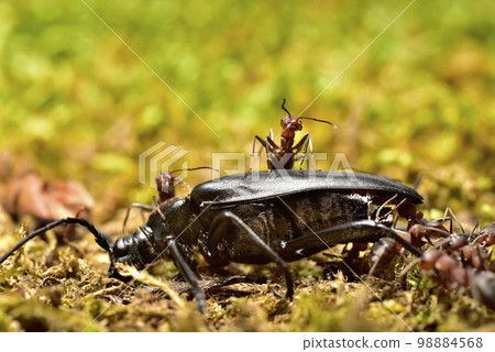 螞蟻和長角甲蟲 螞蟻和長角甲蟲 98884568