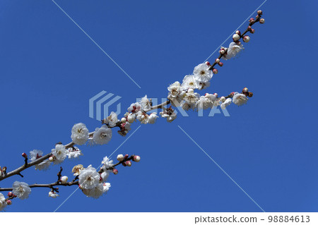 White flower and blue sky White flower and blue sky 98884613