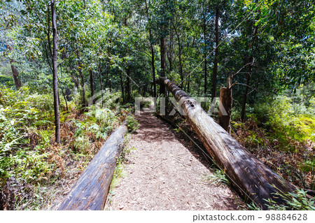 Rollasons Falls on Mt Buffalo in Australia 98884628