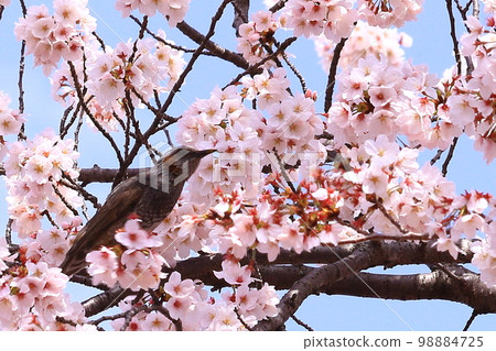 Brown-eared Bulbul in Amakashi Hill (Asuka Village, Nara Prefecture) Brown-eared Bulbul in Amakashi Hill (Asuka Village, Nara Prefecture) 98884725