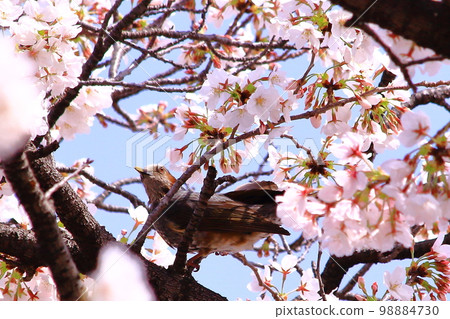 Brown-eared Bulbul in Amakashi Hill (Asuka Village, Nara Prefecture) Brown-eared Bulbul in Amakashi Hill (Asuka Village, Nara Prefecture) 98884730