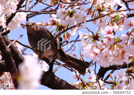 Brown-eared Bulbul in Amakashi Hill (Asuka Village, Nara Prefecture) Brown-eared Bulbul in Amakashi Hill (Asuka Village, Nara Prefecture) 98884732