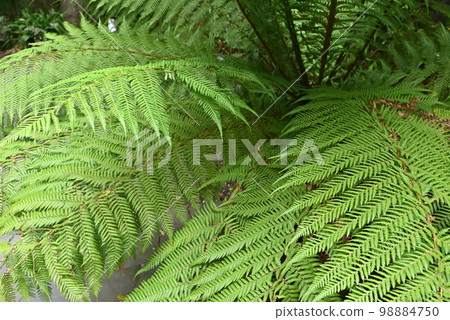 [New Zealand] Christchurch Botanic Gardens 98884750