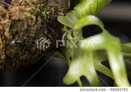 Young Reservoir Leaves of Coronarium 'White' Young Reservoir Leaves of Coronarium 'White' 98884785