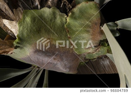 Bikakushida Willinky 身體和後代的 2 張照片 98884789