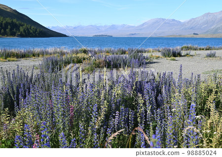[New Zealand] Lake Tekapo 98885024