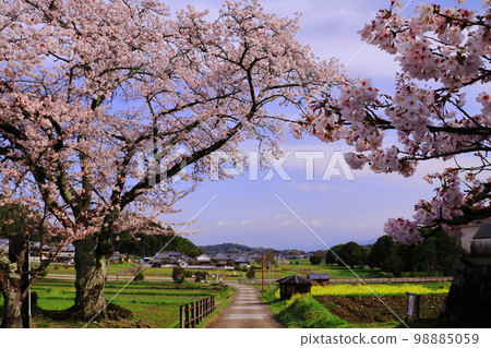 從立花寺(奈良縣明日香村)眺望河原寺(興福寺) 從立花寺(奈良縣明日香村)眺望河原寺(興福寺) 98885059
