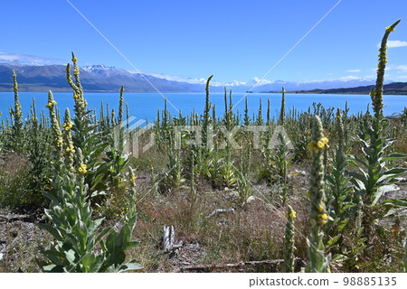 [New Zealand] Lake Pukaki 98885135
