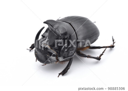 大金龜子 98885306