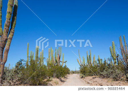 Road in Baja 98885464